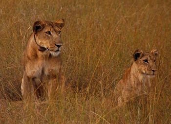 Portrait of lion