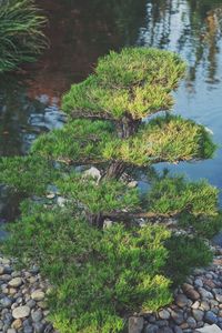 Close-up of plant growing on rock by lake