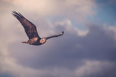 Low angle view of eagle flying against sky