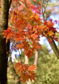 Close-up of maple leaves on tree