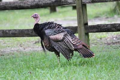 Turkey by fence on grassy field