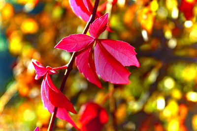 Close-up of red flowering plant