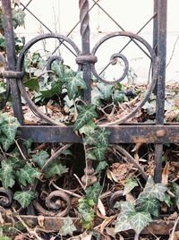 Close-up of old rusty metal gate