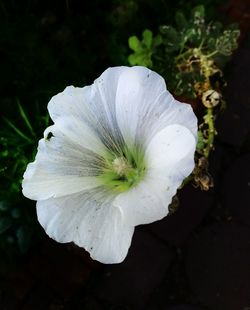 Close-up of white flowering plant