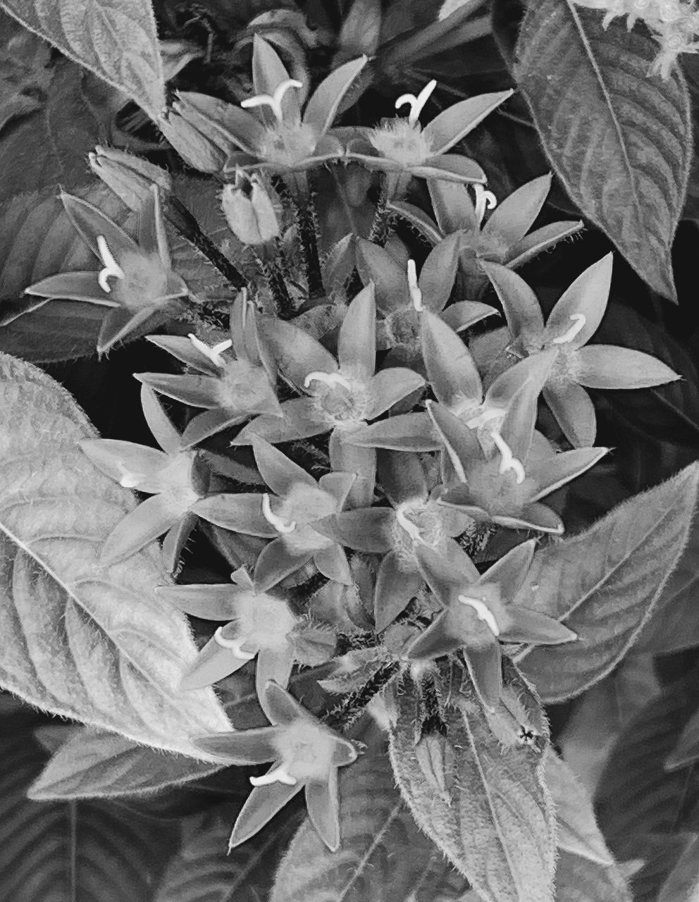 leaf, plant part, plant, growth, nature, beauty in nature, close-up, black and white, flower, no people, monochrome photography, freshness, flowering plant, monochrome, day, fragility, outdoors