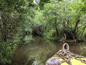 Scenic view of river amidst trees in forest