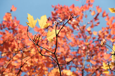 Low angle view of autumnal tree against orange sky