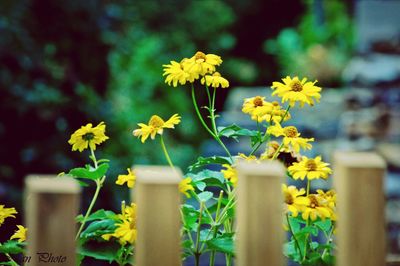 Close-up of yellow flowers blooming outdoors
