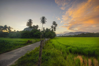 Scenic view of agricultural field against sky during sunset