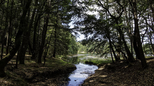 Stream flowing amidst trees in forest