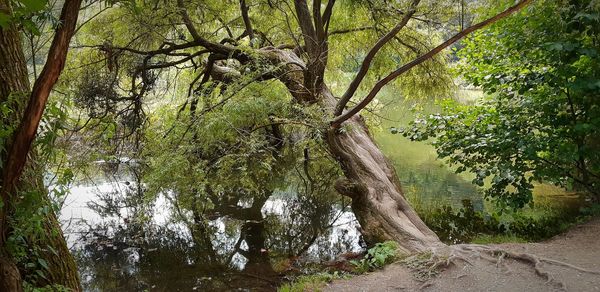 Trees growing in forest