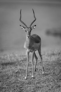 Close-up of deer standing on field