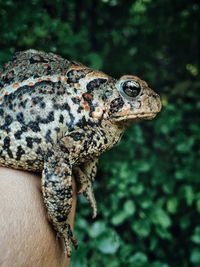 Close-up of frog on hand