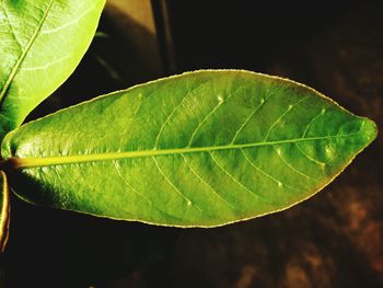 Close-up of insect on leaf