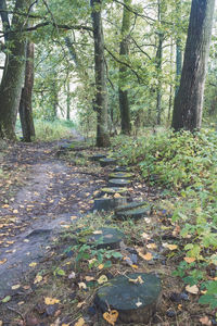 Trees growing in forest