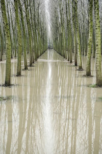 Panoramic shot of water flowing amidst trees in forest