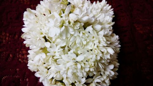 Close-up of white flowers