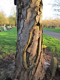 Close-up of tree trunk on field