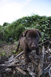 Stray puppy unattended living in the open wood tending