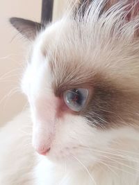 Close-up portrait of a cat