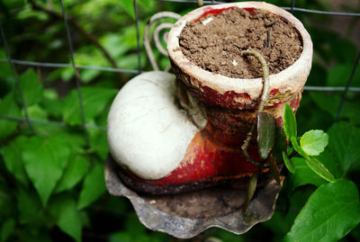 Close-up of plant