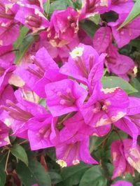 Close-up of pink flower