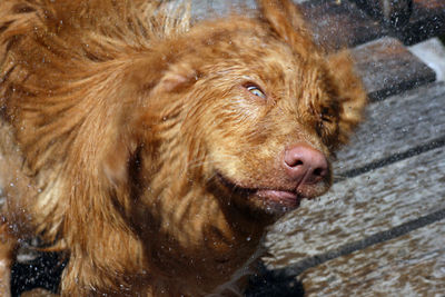 Close-up of an animal