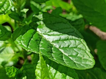 Close-up of fresh green leaves