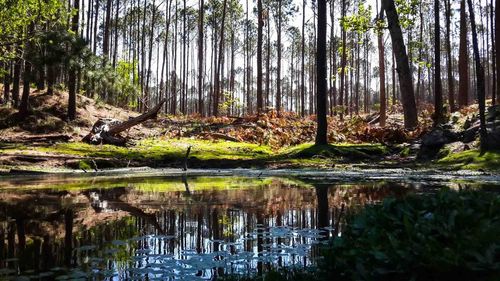 Reflection of trees in water