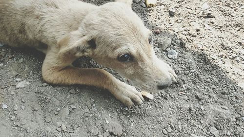 Portrait of dog