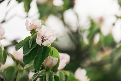 Close-up of white flowering plant