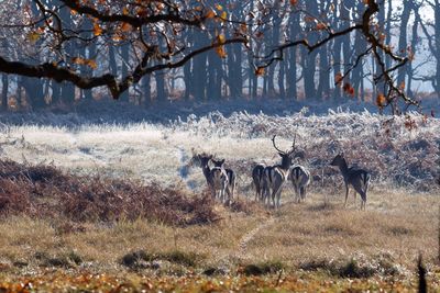 Deers in field 