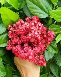 Close-up of pink flowering plants