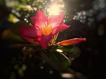 Close-up of pink flower blooming outdoors