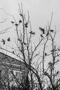 Low angle view of bird perching on bare tree against sky