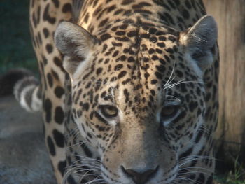 Close-up portrait of tiger