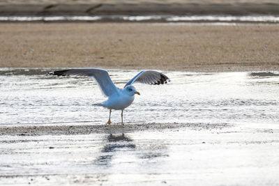 Seagull on beach