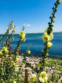Scenic view of sea against blue sky