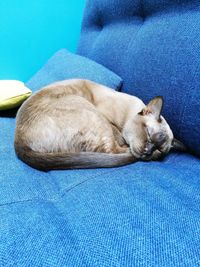 Close-up of dog sleeping on sofa