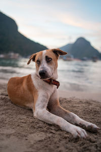 Dog looking away while resting on shore at beach