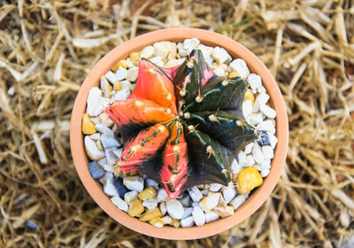 High angle view of cactus in pot