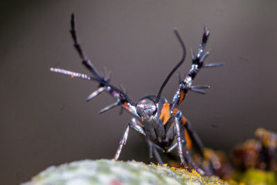 Close-up of insect