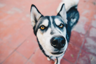 Close-up portrait of dog