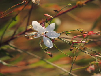 Close-up of white flowering plant