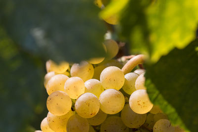 Close-up of fruits growing on plant