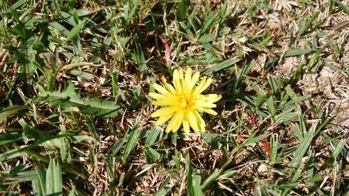 High angle view of yellow flowers blooming on field