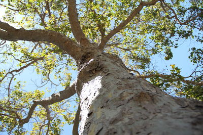 Low angle view of tree against sky