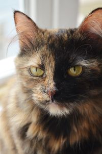 Close-up portrait of a cat