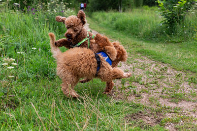 Dog running on grassy field