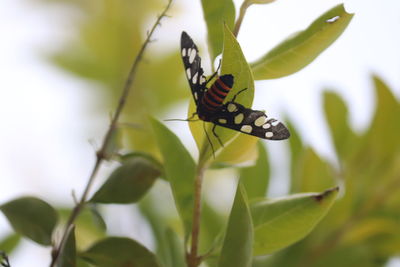 Butterfly on leaf